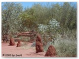 Alice Springs - Thorny Devil im Desert-Park 