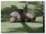 Australia Zoo - Wombat