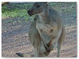 Flinders Ranges - Känguru