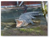 Inisfail - Krokodil Farm
