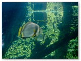 Townsville - Reef HQ (Aquarium)