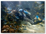 Townsville - Reef HQ (Aquarium)