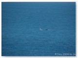 Cape Naturaliste - Wale 