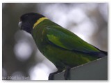Ringsittich / twenty-eigth parrot