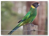 Ringsittich / twenty-eigth parrot