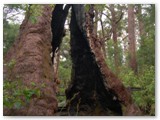 Walpole Nornalup NP - Giant Tingel Tree