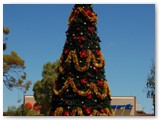 Kalgoorlie - Weihnachtsbaum