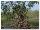Litchfield  National Park - Table Top Swamp