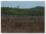 Litchfield  National Park - Magnetic Termite Mounds