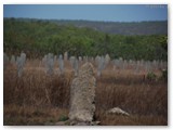 Litchfield  National Park - Magnetic Termite Mounds