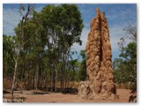 Litchfield  National Park - Termite Mounds