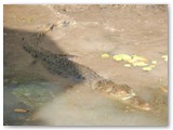 Kakadu  NP - Yellow Water