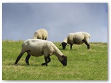 Schafe am Deich 