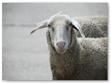 Schafe am Deich 