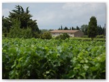 Weinanbau bei Carcassonne