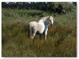 In der Camargue, Pferde ein weiteres Wahrzeichen   - http://de.wikipedia.org/wiki/Camargue