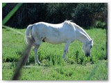 In der Camargue, Pferde ein weiteres Wahrzeichen - http://de.wikipedia.org/wiki/Camargue 