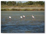 Camargue, Flamingos sind auch ein Wahrzeichen der Camargue -  http://de.wikipedia.org/wiki/Camargue