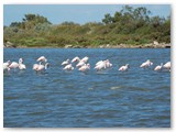 Camargue, Flamingos sind auch ein Wahrzeichen der Camargue -  http://de.wikipedia.org/wiki/Camargue