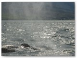 Buckelwal im Fjord bei Akureyri