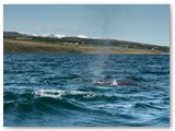Buckelwal im Fjord bei Akureyri