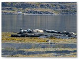 Seehunde im Skötuffjörður, Wesrfjorde